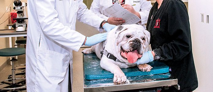 Guide to Gwinnett: Animal Hospitals