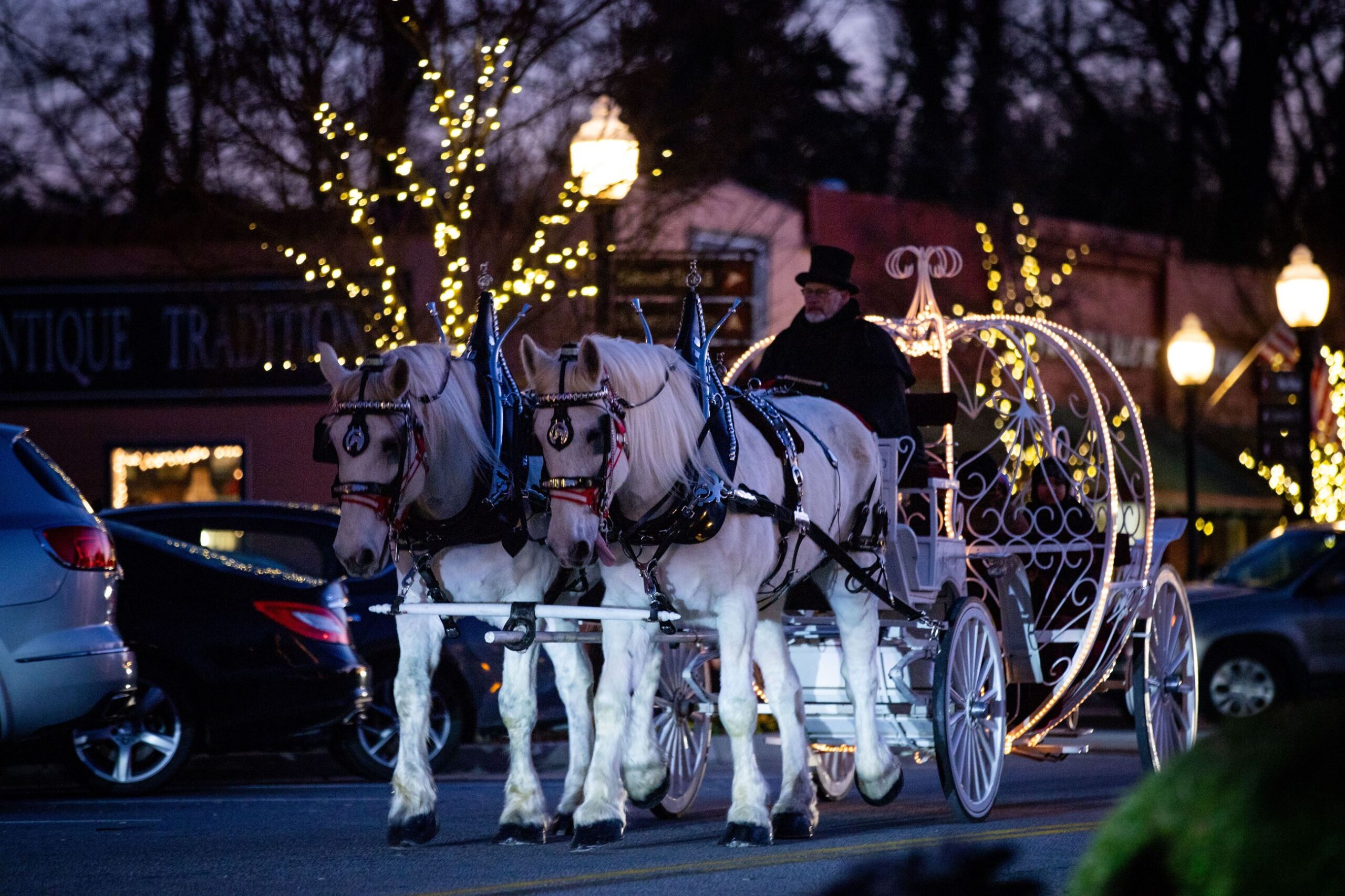 Carriage Rides White Horses