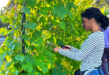 Get Your Greens (and Your Steps) in Gwinnett