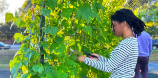 Get Your Greens (and Your Steps) in Gwinnett