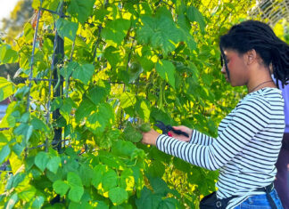 Get Your Greens (and Your Steps) in Gwinnett