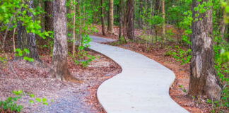 Where Curiosity Runs Wild